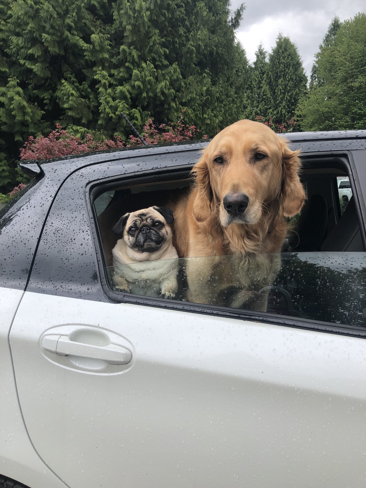 golden retriever and pug in car painting Susan McClain Art — Delta Pet and Animal Portraits by Susan McClain, Fort Langley artist